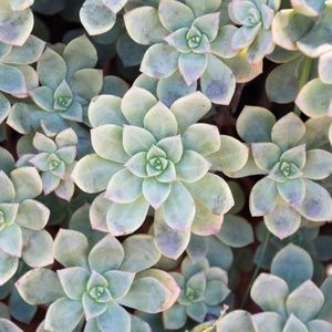 Meet your Posher, Leena